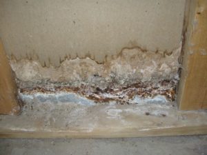 mold-remediation-a-1-basement Solutions-1